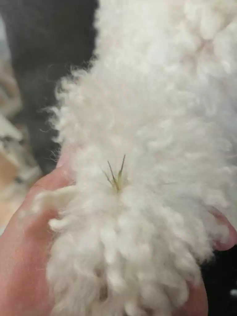 Foxtails in dog paws by I Love Veterinary
