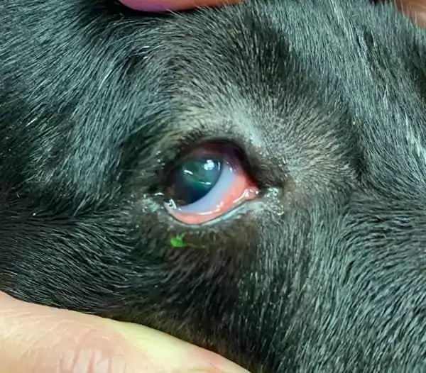 Dog eye after removing a foxtail by I Love Veterinary