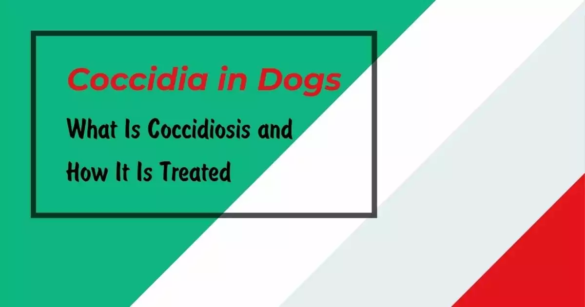 Coccidia in Dogs: What is Coccidiosis and how it is treated - I Love Veterinary