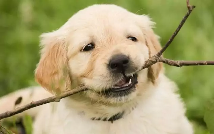 Puppy chewing branch, Coccidia in puppies - I Love Veterinary