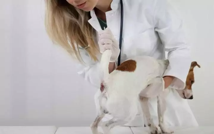 Dog needs its glands expressed by the vet I Love Veterinary - Blog for Veterinarians, Vet Techs, Students