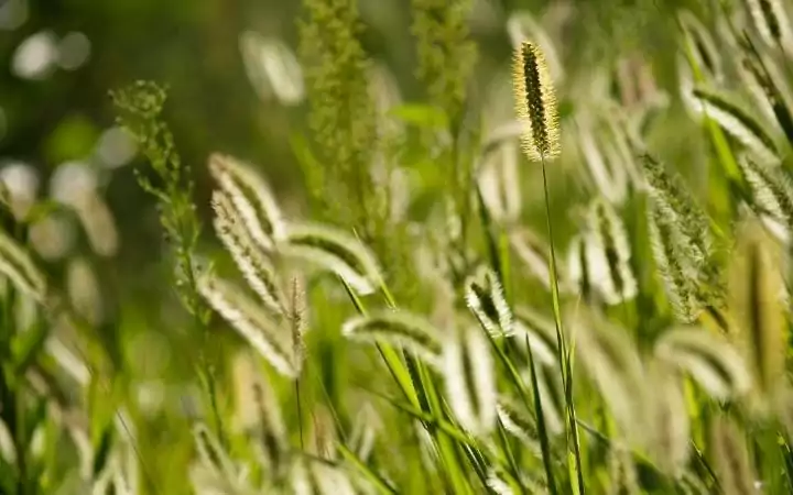 Foxtail grass by I Love Veterinary