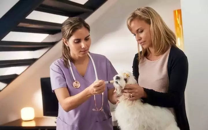 Goog pet owner compliance, teaching by demonstration - I Love Veterinary