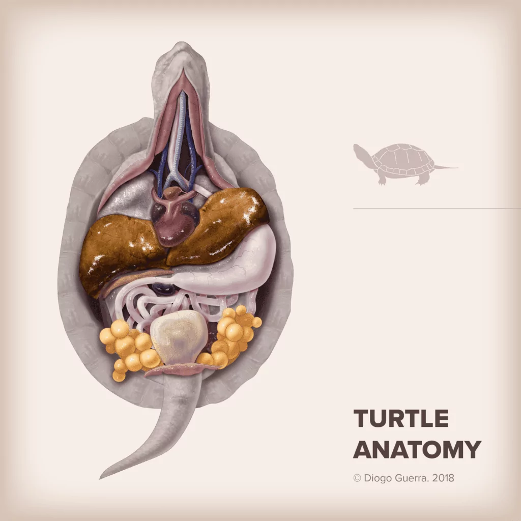 Turtle Anatomy, Interview with Diogo Guerra - I Love Veterinary