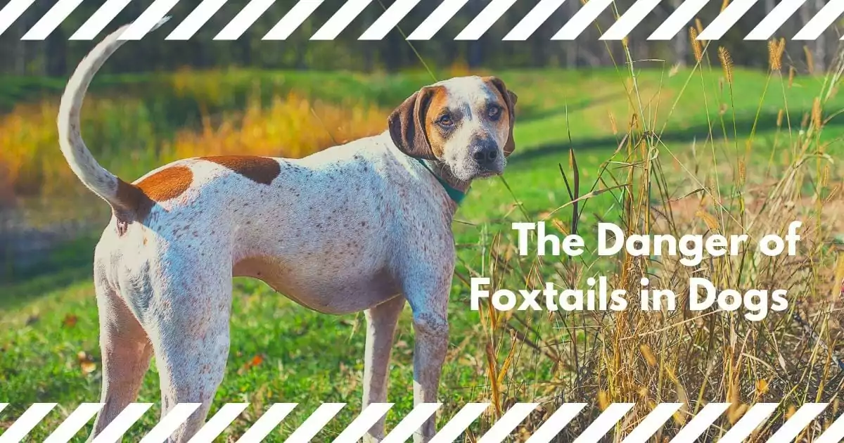 Dog in the field and the danger of foxtails in dogs by I Love Veterinary