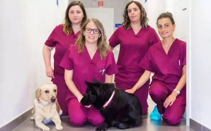 Veterinary team - I Love Veterinary