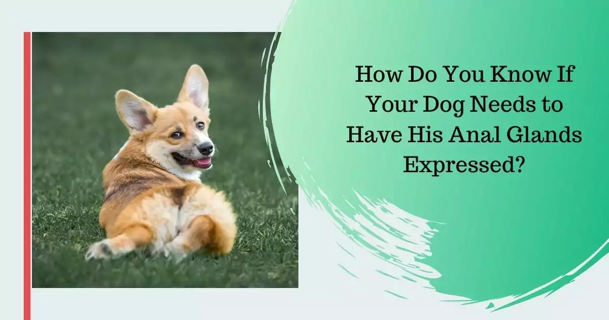 How Do You Know If Your Dog Needs to Have His Anal Glands Expressed - I Love Veterinary