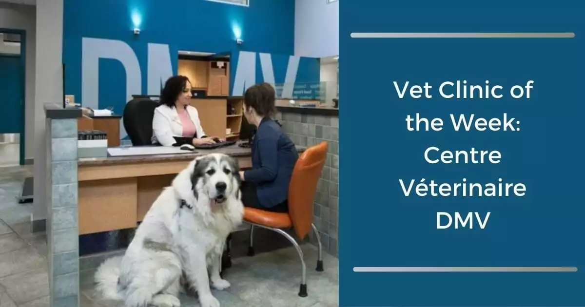 Vet Clinic of the Week: Centre Véterinaire DMV - I Love Veterinary