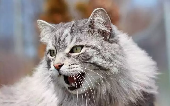 Aggressive cat, Gabapentin for Cats - I Love Veterinary