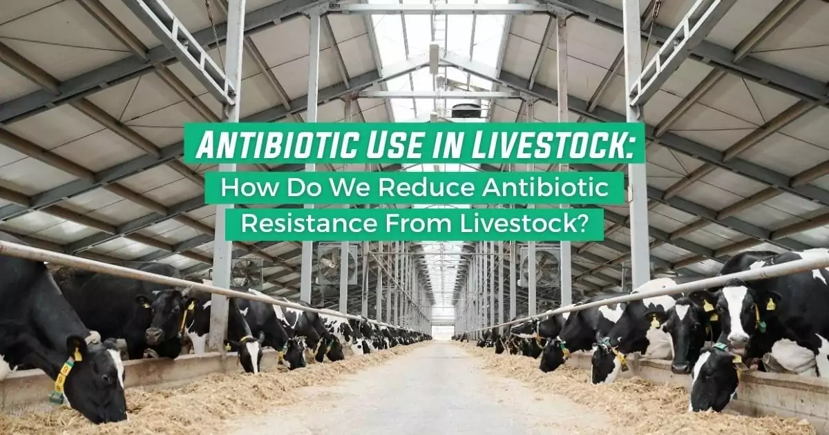 Antibiotic Use in Livestock_ How Do We Reduce Antibiotic Resistance From Livestock - I Love Veterinary