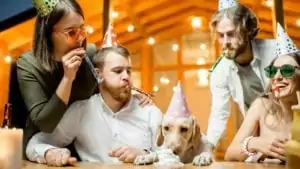 Celebrating dog's birthday, the Best Dog Birthday Cake Recipes - I Love Veterinary