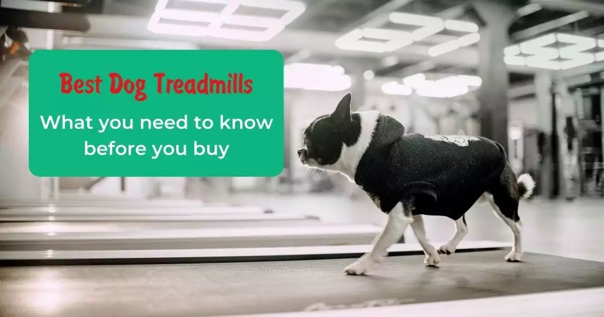 Best Dog Treadmills What you need to know before you buy - I Love Veterinary
