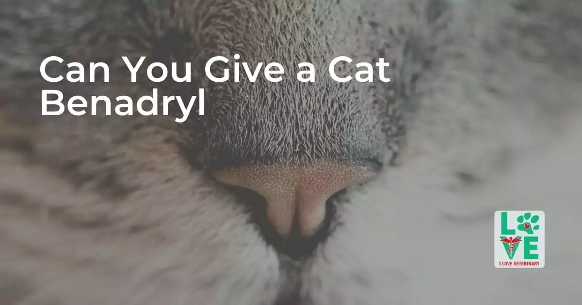 Can You Give a Cat Benadryl - I Love Veterinary