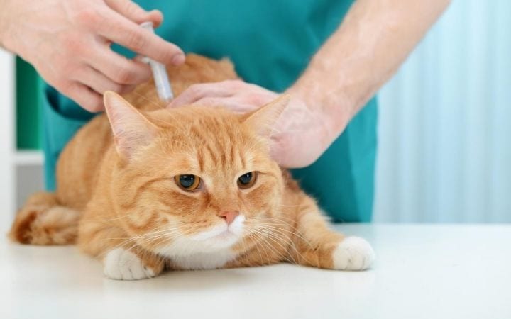 Feline Calicivirus All You Need to Know About It I Love Veterinary