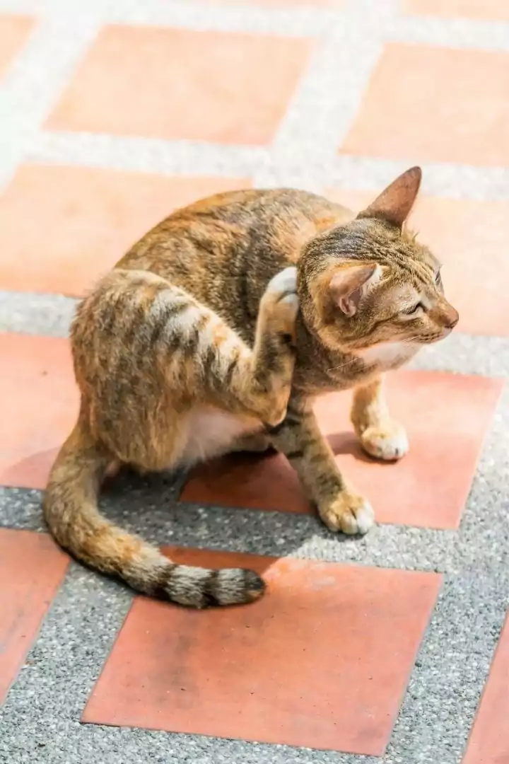 Cat itching, how to prevent situations in which Benadryl for cats is needed - I Love Veterinary