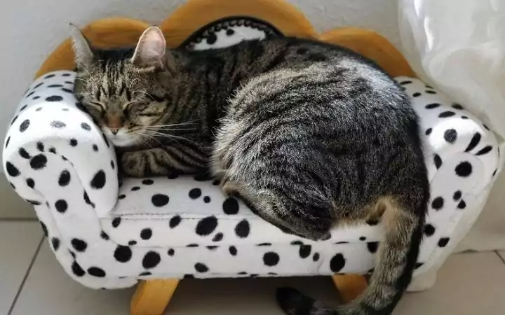 Cat sleeping on cat sofa Gabapentin for Cats I Love Veterinary I Love Veterinary - Blog for Veterinarians, Vet Techs, Students