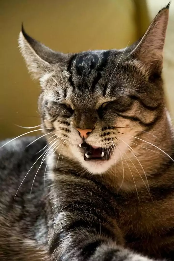Cat sneezing, Benadryl for cats - I Love Veterinary