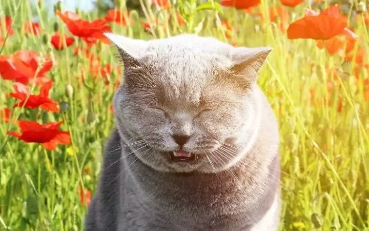 Cat sneezing in the field, Why Is My Cat Sneezing? - I Love Veterinary