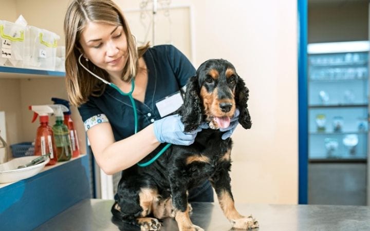 Dog and veterinarian at Vet Clinic, What Can I Do If I Can’t Afford a Vet? - I Love Veterinary