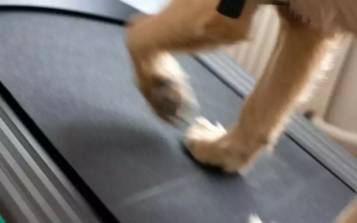 Dog on dog treadmill - I Love Veterinary