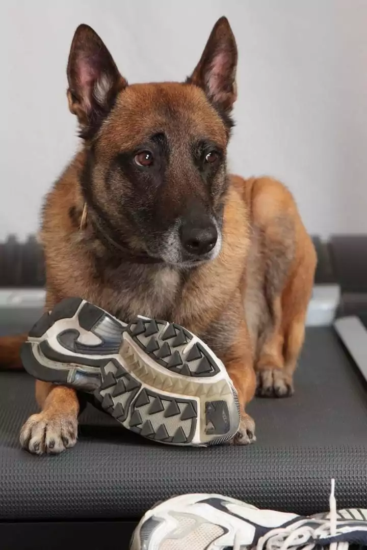 Dog with sneakers exercising on dog treadmill - I Love Veterinary