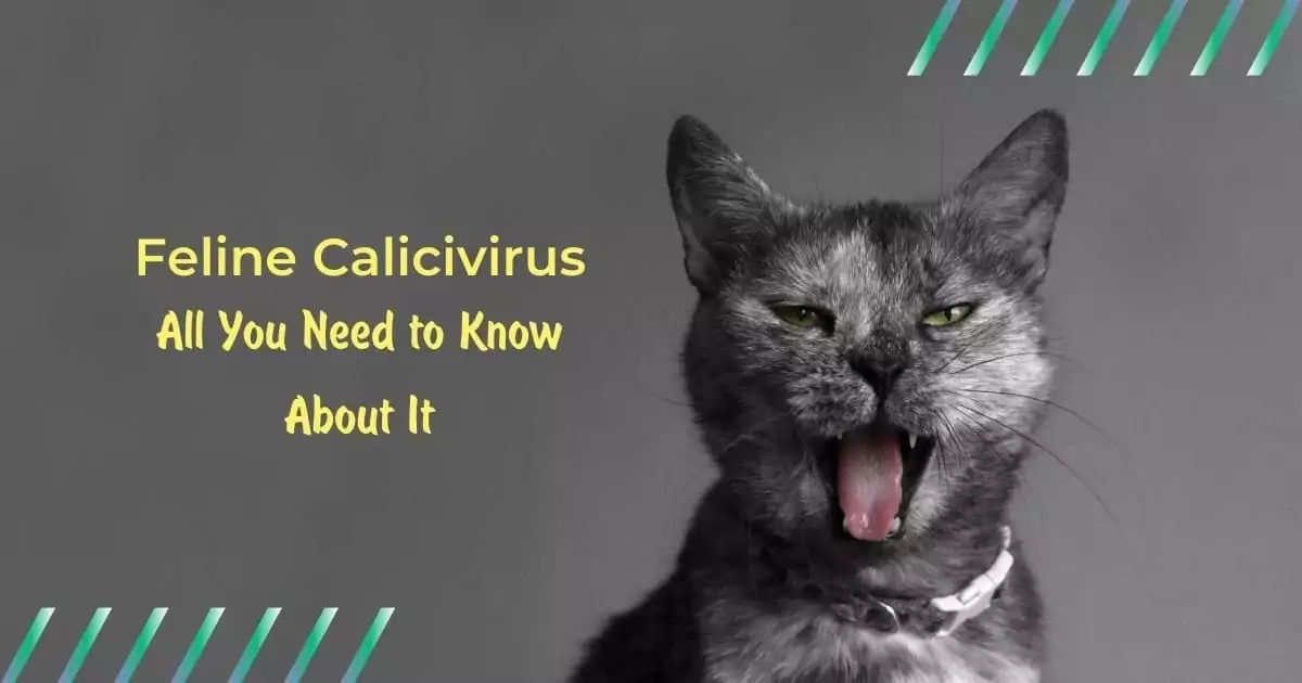 Feline Calicivirus All You Need to Know About It - I Love Veterinary