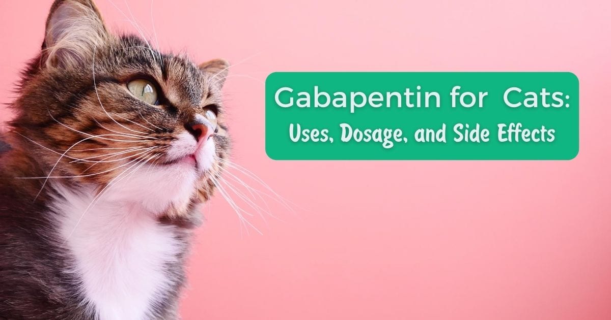 Gabapentin for Cats I Love Veterinary