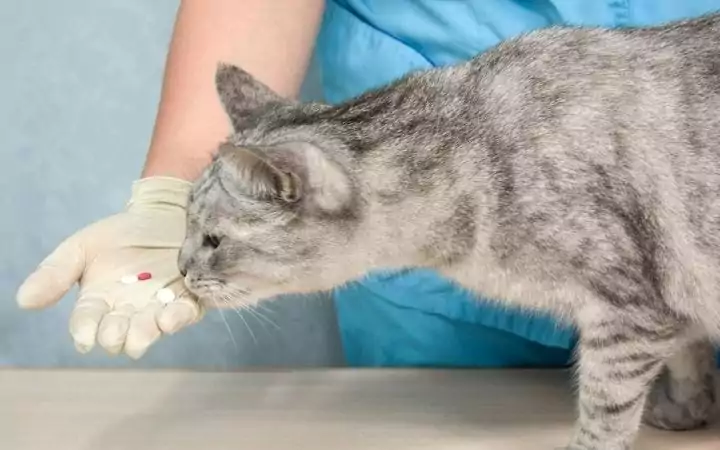 Giving Benadryl to cat - I Love Veterinary