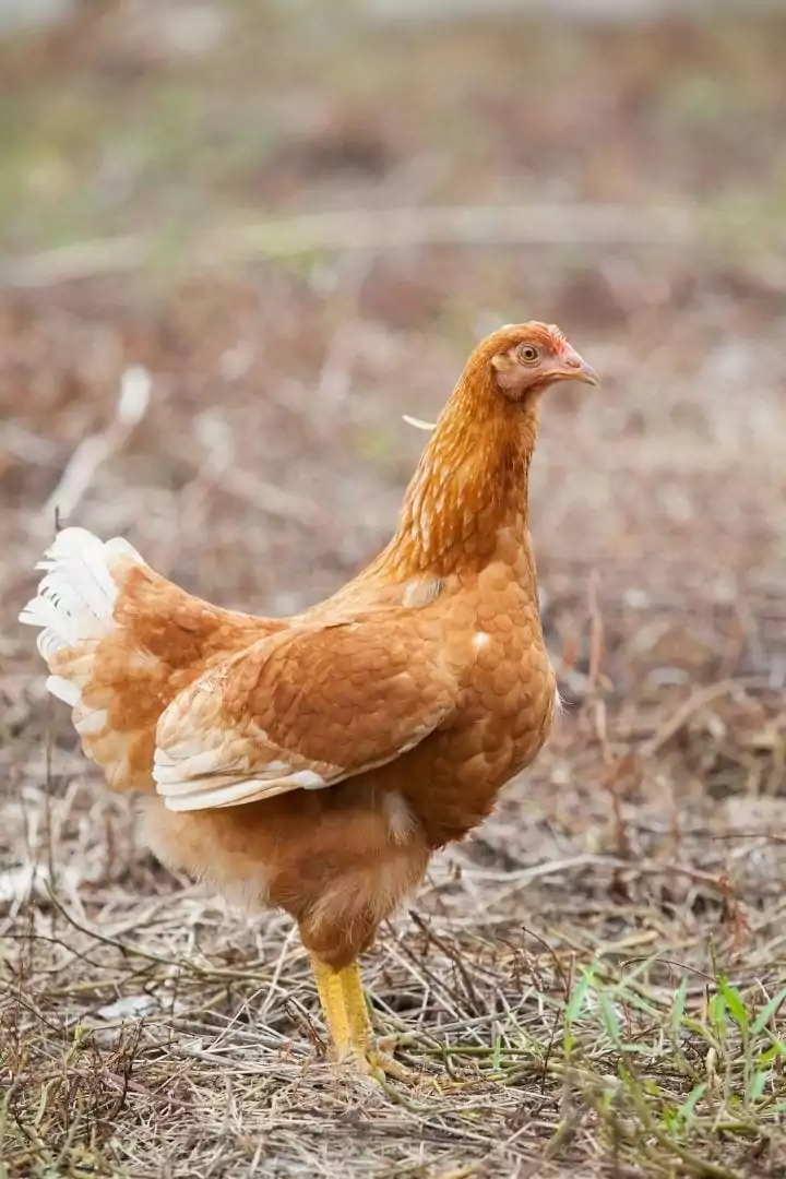 Hen in the field, Antibiotic Use in Livestock_ Reduce Antibiotic Resistance - I Love Veterinary