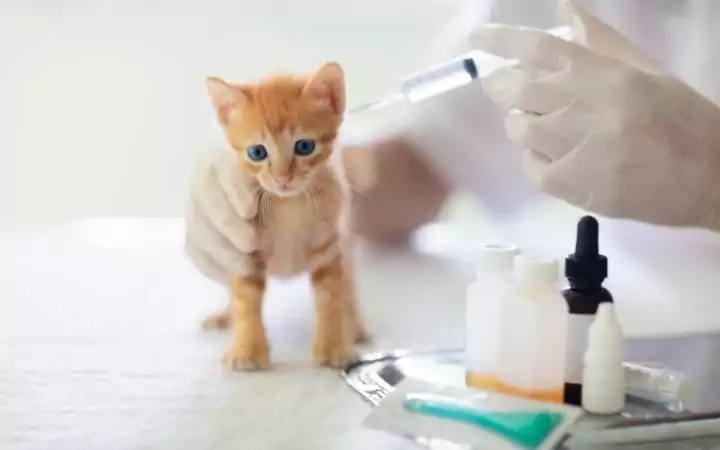 Kitten getting vaccinated at Vet Clinic, Why Is My Cat Sneezing? - I Love Veterinary