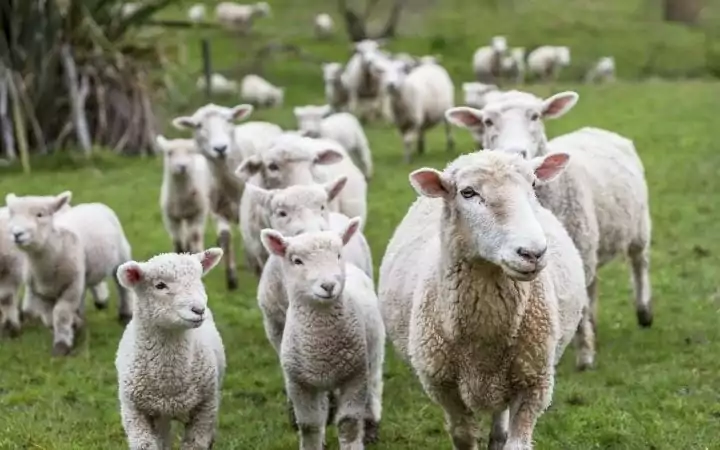 Lambs and Sheep, Antibiotic Use in Livestock_ Reduce Antibiotic Resistance - I Love Veterinary
