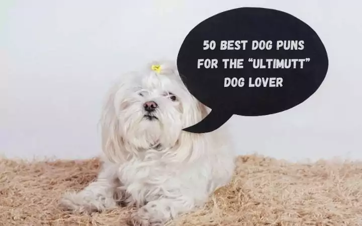 Maltese Bichon with banner 50 Best Dog Puns for the "Ultimutt" Dog Lover - I Love Veterinary
