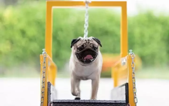 Pug running on dog treadmill - I Love Veterinary