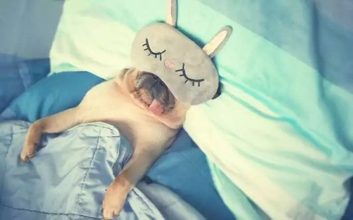 Pug sleeping in bed with mask on, 50 Best Dog Puns - I Love Veterinary