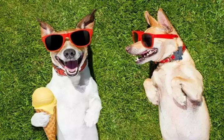 Two Jack Russell dogs with sunglasses and ice-cream laying on green grass