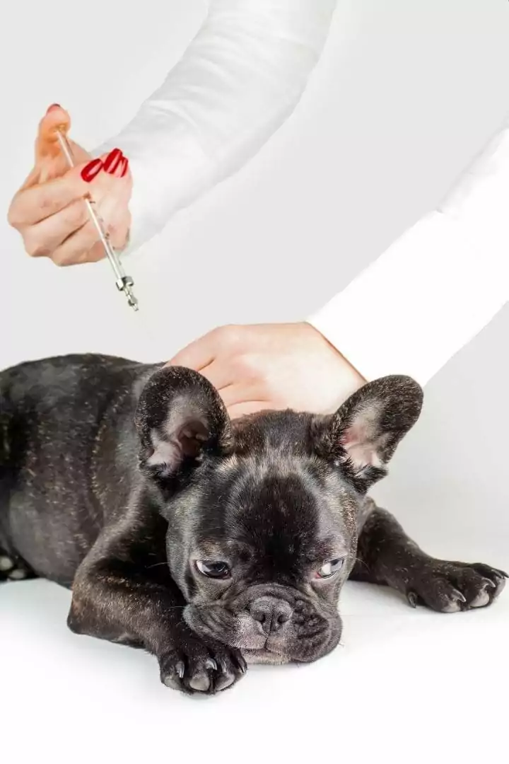 Vet vaccinating dog, 7 Tips for Preparing for the VTNE Exam - I Love Veterinary