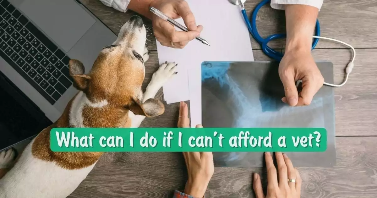 What can I do if I can’t afford a vet? - I Love Veterinary