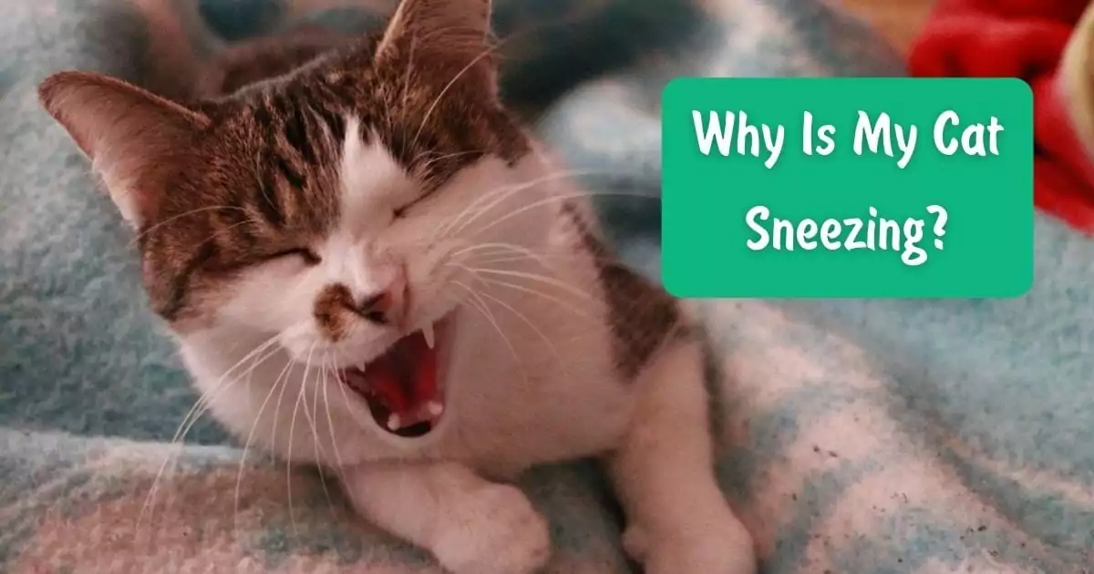 Why Is My Cat Sneezing? - I Love Veterinary