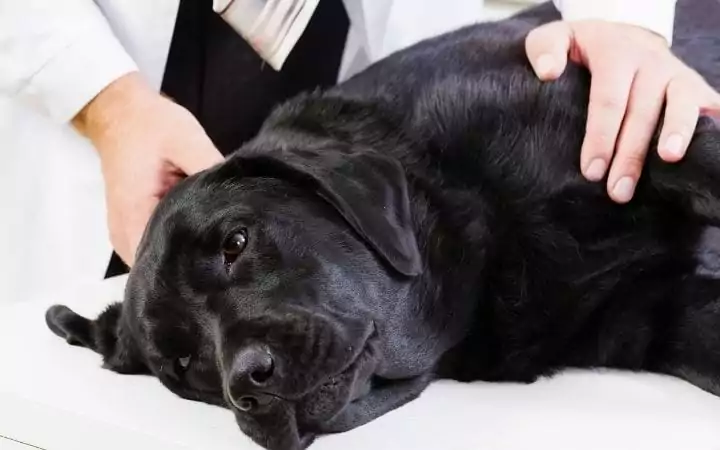 Black Lab at Vet Clinic, Xylitol dogs toxicity - I Love Veterinary