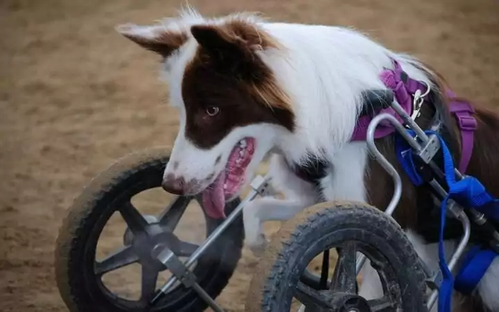 Border collie in dog wheelchair, What to Do If Your Dog Needs a Wheelchair - I Love Veterinary