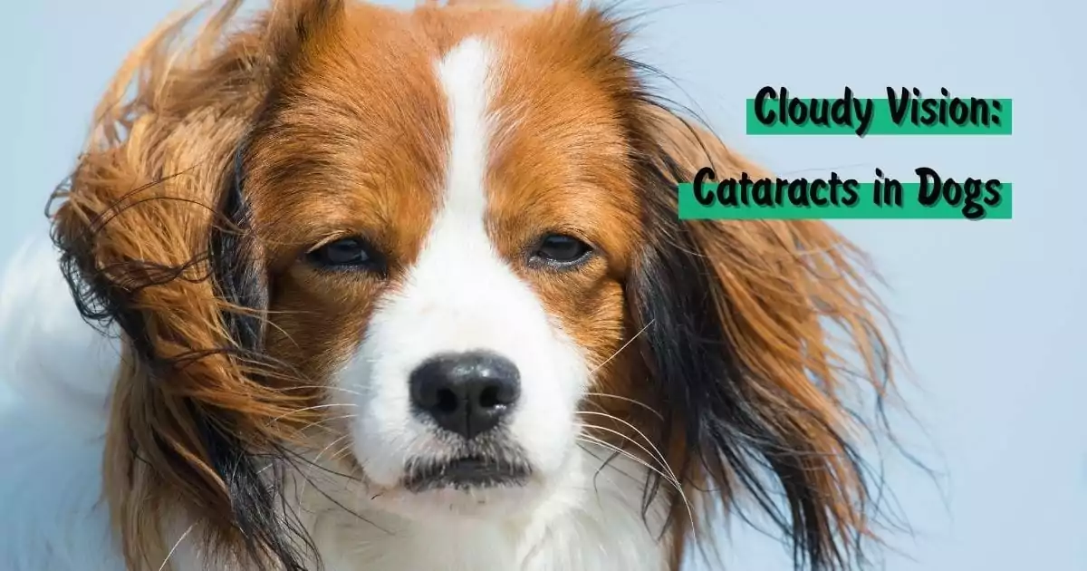 Cloudy Vision: Cataracts in Dogs - I Love Veterinary