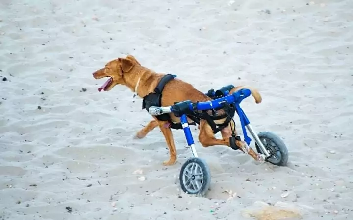 Disabled dog in wheelchair on the beach, What to Do If Your Dog Needs a Wheelchair - I Love Veterinary