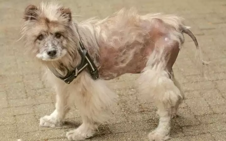 Dog with Alopecia, Melatonin for Dogs_ Uses, Benefits and Side Effects - I Love Veterinary