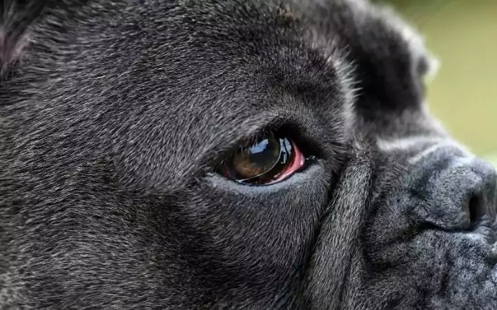 French bulldog with red eyes, Glaucoma in dogs - I Love Veterinary