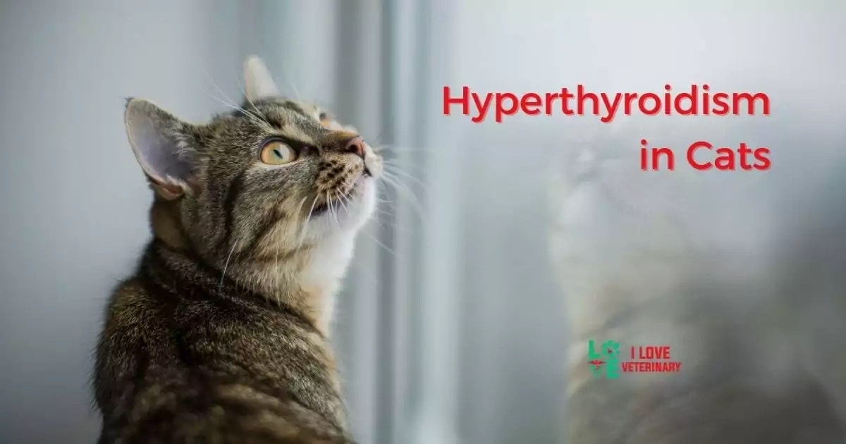 Hyperthyroidism in Cats - I Love Veterinary