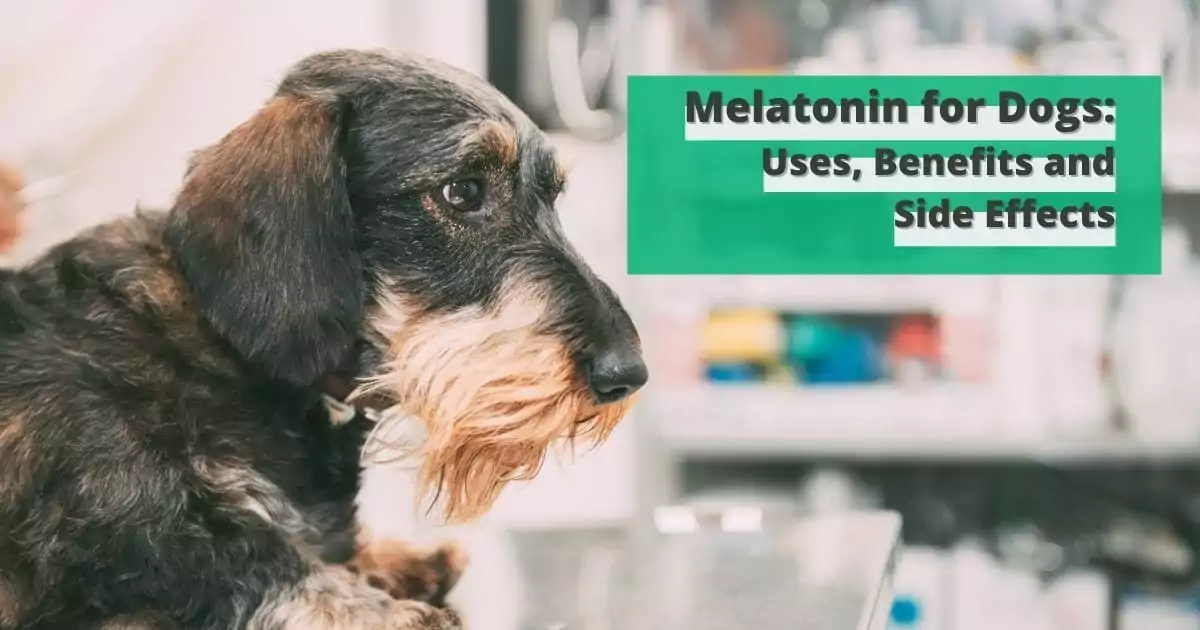 Melatonin for Dogs - Uses, Benefits and Side Effects - I Love Veterinary Medicine