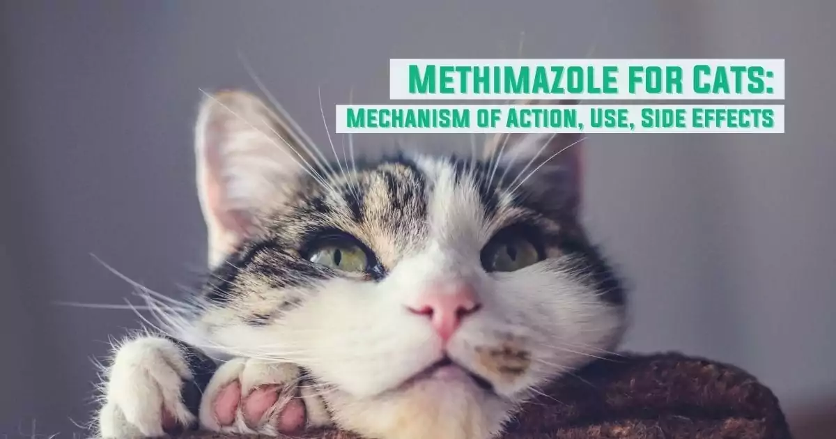 Methimazole for Cats - Mechanism of Action, Use, Side Effects - I Love Veterinary