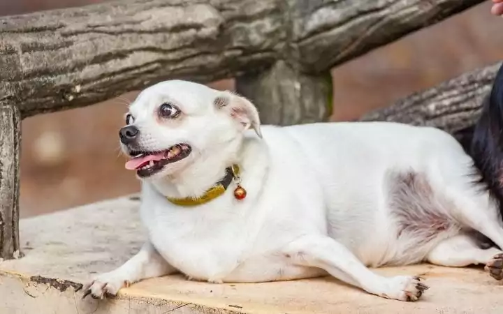 Obese dog, Pet Obesity - The Silent Killer - I Love Veterinary