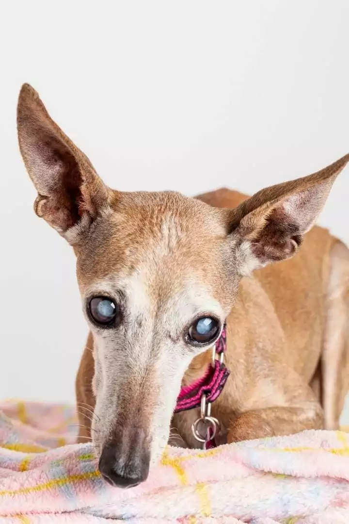 Old dog with eye cataract, Cataracts in Dogs - I Love Veterinary