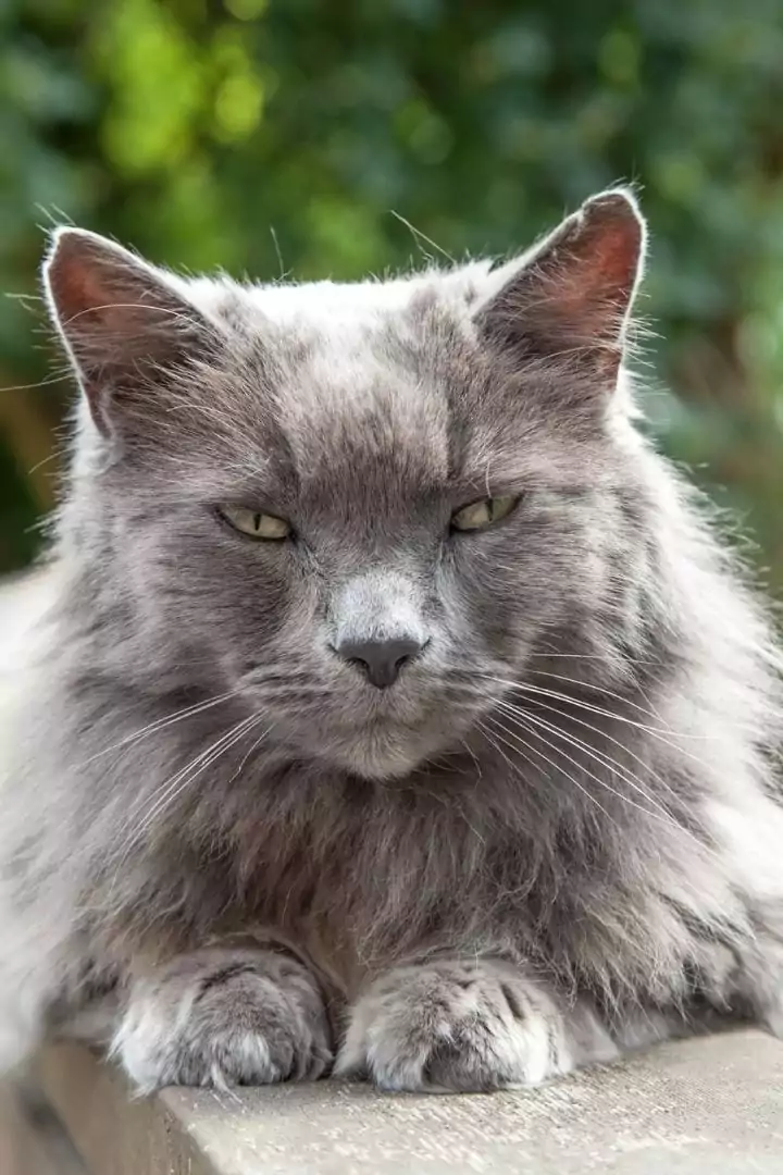Old long-haired gray cat, Hyperthyroidism in Cats - I Love Veterinary